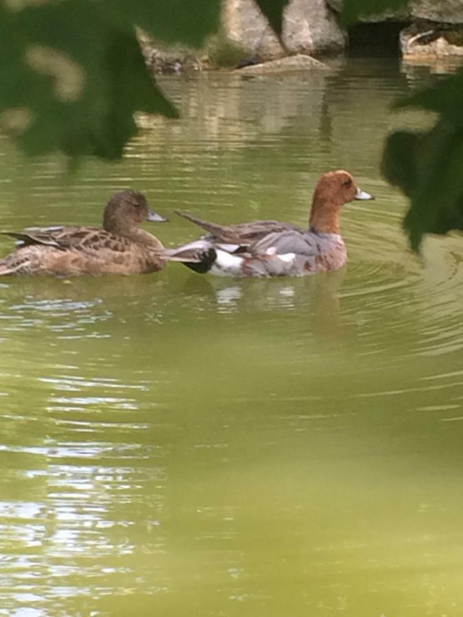 La Mare Aux Canards Cordieux Exterior photo